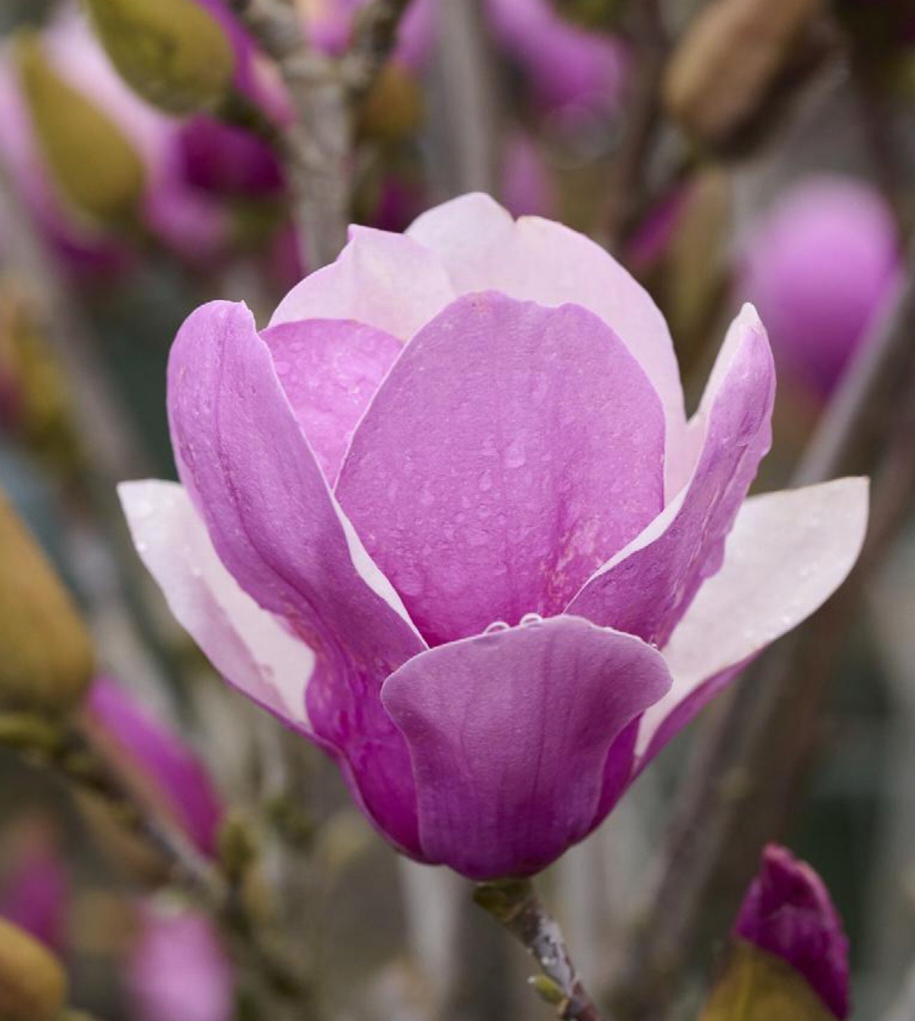 Japanese Saucer Magnolia ‘Alexandrina’ - Pink Flowers - Quart and 3 Gallon Plant Sizes to Choose From - Free Shipping