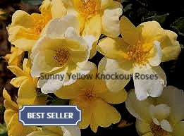 SUNNY KNOCKOUT ROSES - Quart Size Containers - Free Shipping!