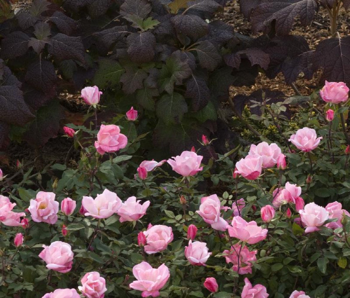 Pink Blushing Knock Out Rose - Disease Resistant - Free Shipping - Quart Size Containers