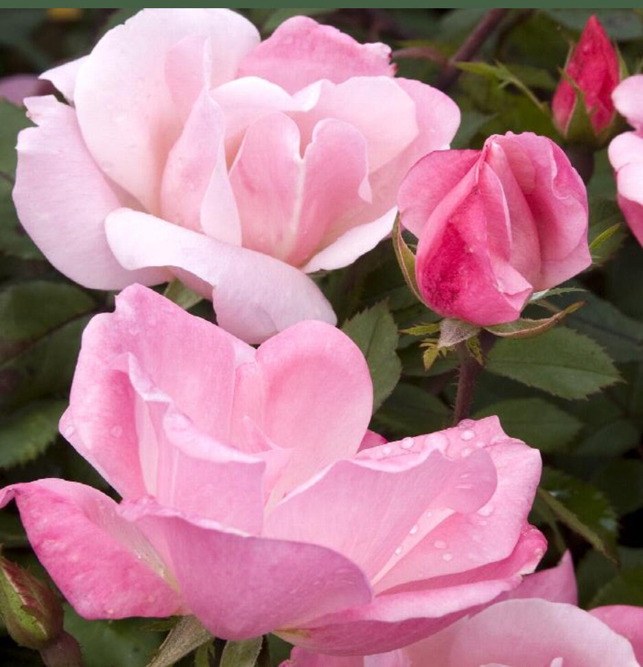 Pink Blushing Knock Out Rose - Disease Resistant - Free Shipping - Quart Size Containers