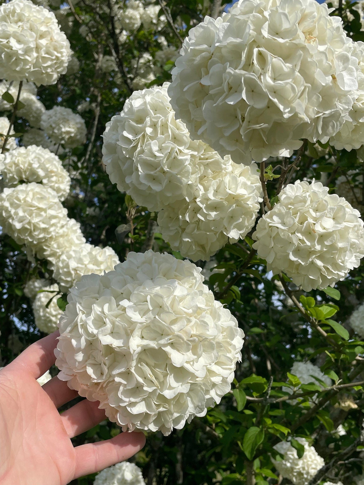 Chinese Snowball Viburnum - Large White Blooms, Fast-Growing, Perfect for Gardens - 3 Gallon Size Containers Available!