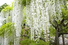 White Wisteria Tree | 1 Gallon Size Pots | Free Shipping!