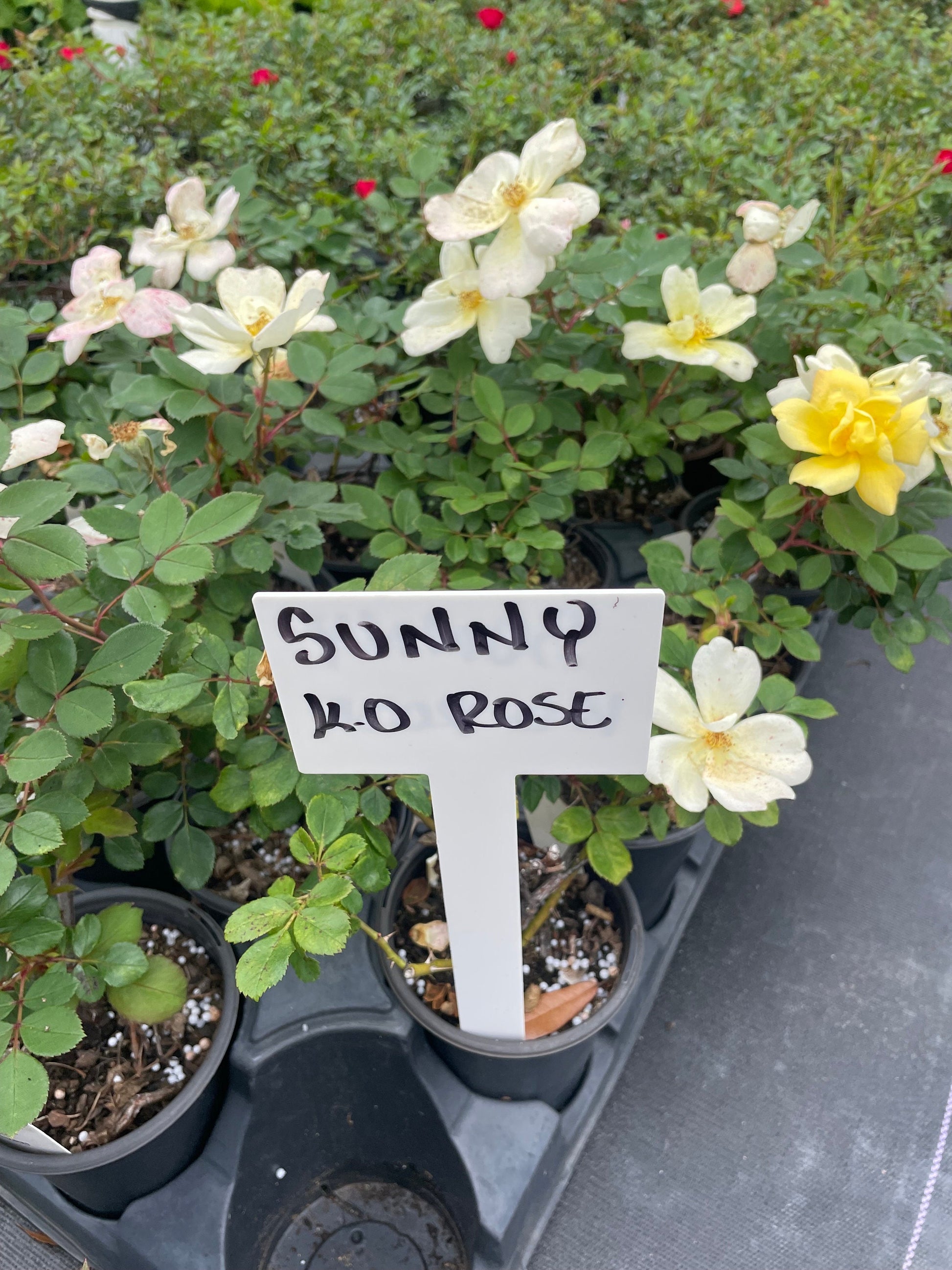 SUNNY KNOCKOUT ROSES - Quart Size Containers - Free Shipping!