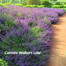 a garden filled with lots of purple flowers