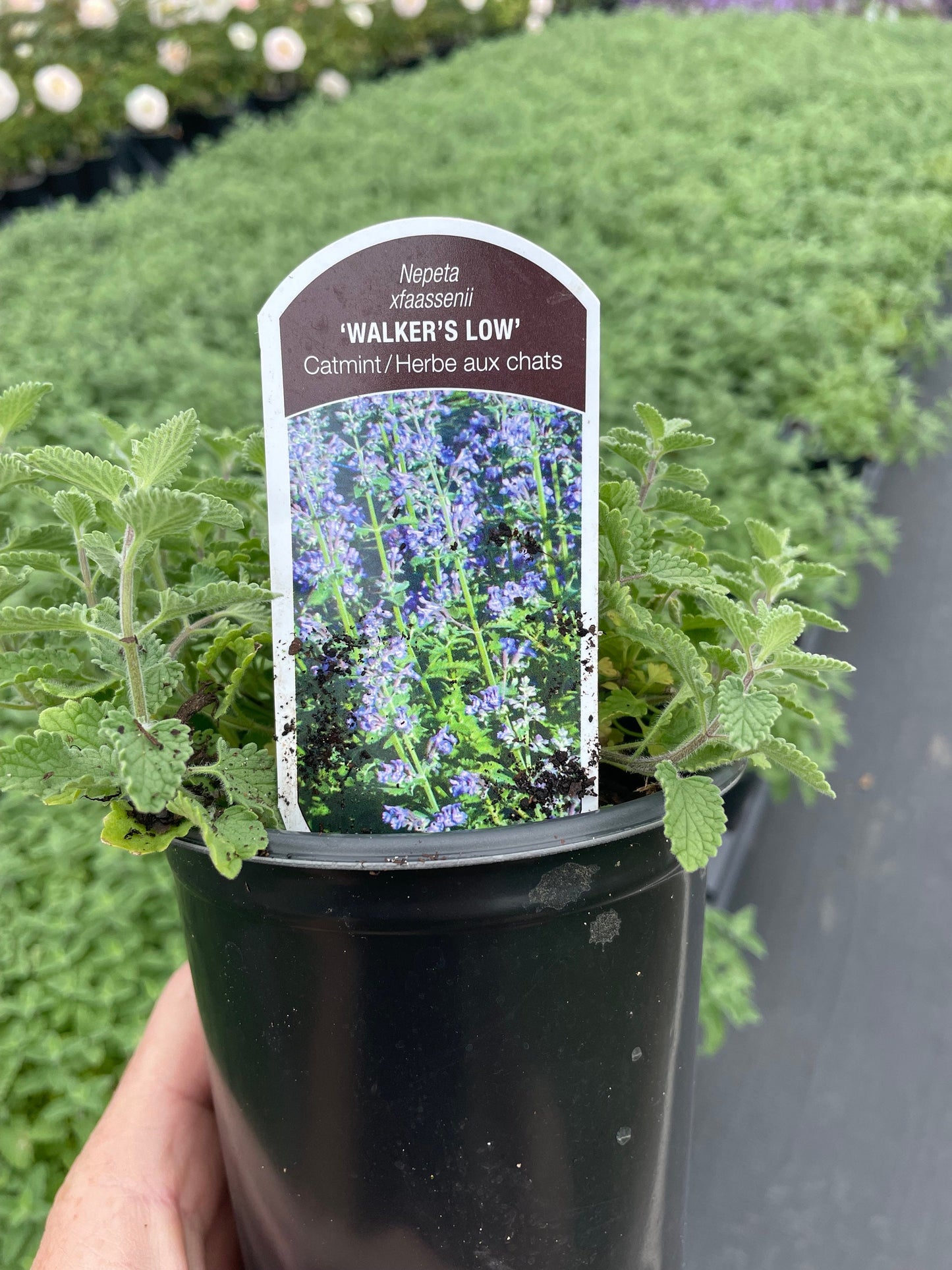 Persian Catmint 'Walker's Low' | 1 Quart Containers | Free Shipping!