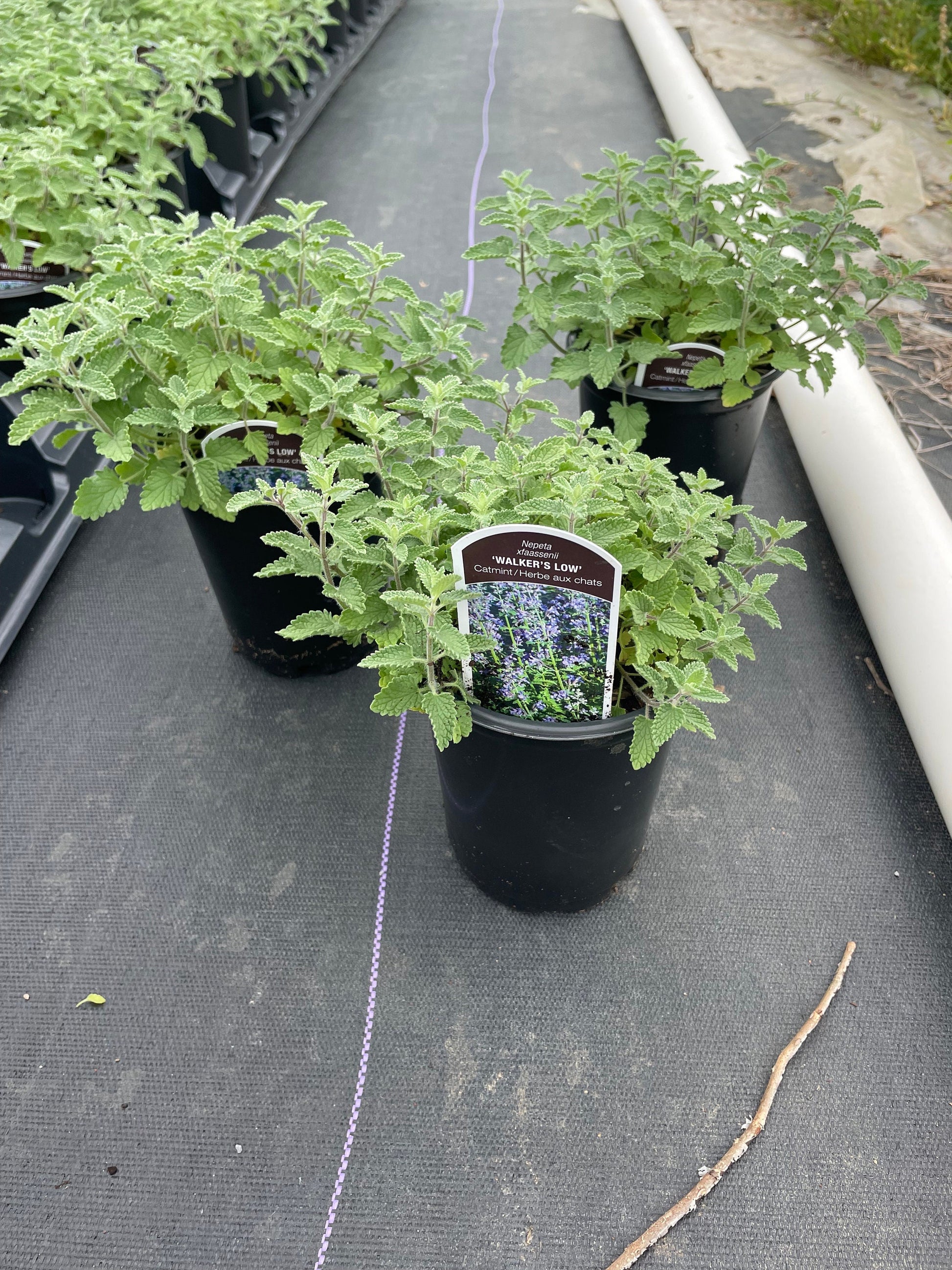 Persian Catmint 'Walker's Low' | 1 Quart Containers | Free Shipping!