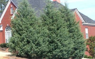 Carolina Saphire Cypress - Fast Growing Privacy Hedge - 3 Gallon Sizs Containers