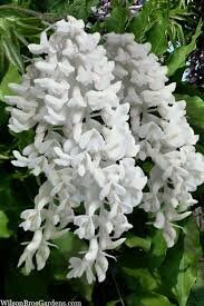 White Wisteria Tree | 1 Gallon Size Pots | Free Shipping!