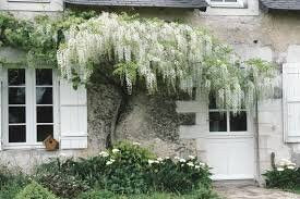 White Wisteria Tree | 1 Gallon Size Pots | Free Shipping!