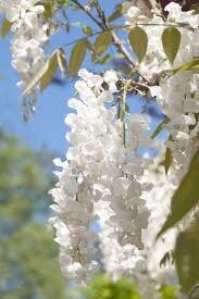 White Wisteria Tree | 1 Gallon Size Pots | Free Shipping!