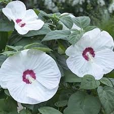 LUNA WHITE HIBISCUS | Quart Size Container | Free Shipping!