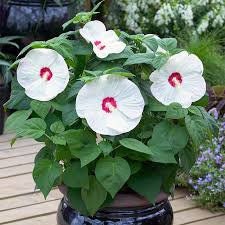 LUNA WHITE HIBISCUS | Quart Size Container | Free Shipping!