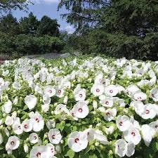 LUNA WHITE HIBISCUS | Quart Size Container | Free Shipping!