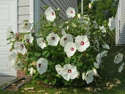 LUNA WHITE HIBISCUS | Quart Size Container | Free Shipping!