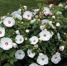 LUNA WHITE HIBISCUS | Quart Size Container | Free Shipping!