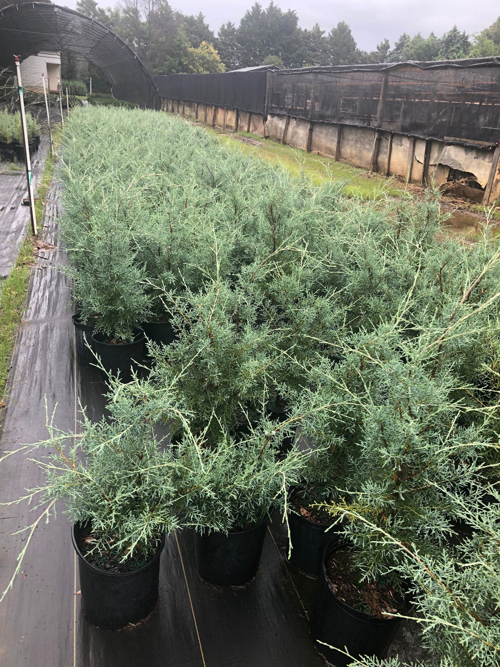 Carolina Saphire Cypress - Fast Growing Privacy Hedge - 3 Gallon Sizs Containers