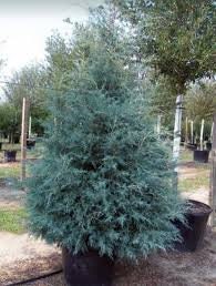 Carolina Saphire Cypress - Fast Growing Privacy Hedge - 3 Gallon Sizs Containers