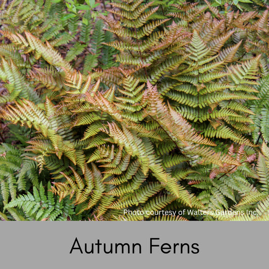 Autumn Fern | Dryopteris erythrosora is an evergreen fern that all plant lovers have in a shade garden. Sold in bulk discounts!