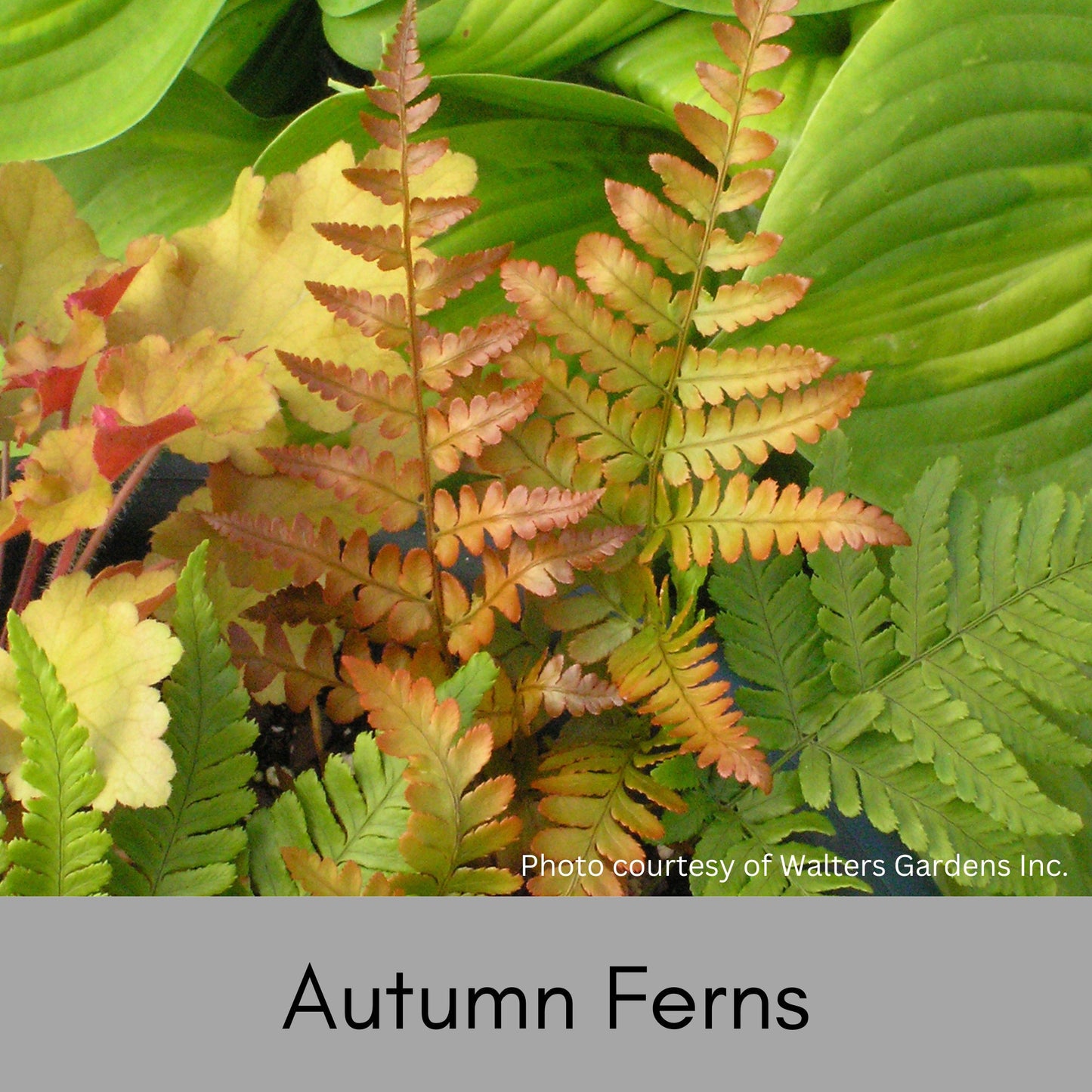 Autumn Fern | Dryopteris erythrosora | EVERGREEN FERN | 1 QUART | Free Shipping!