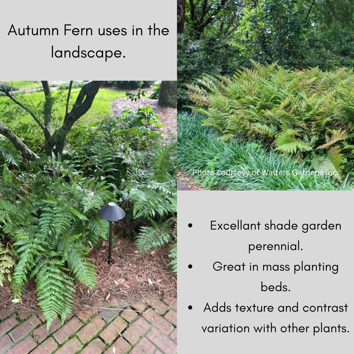 Autumn Fern | Dryopteris erythrosora | EVERGREEN FERN | 1 QUART | Free Shipping!