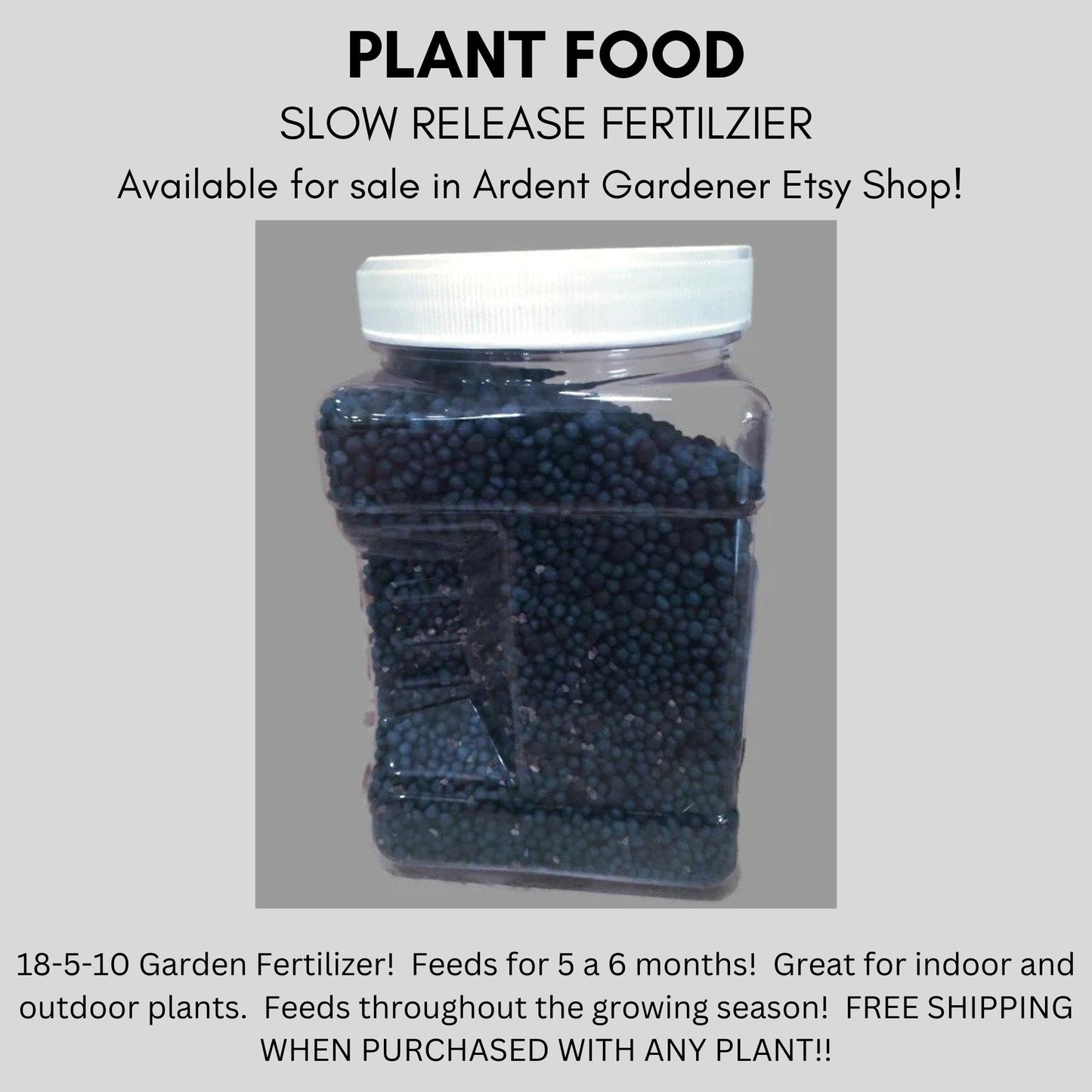 Autumn Fern | Dryopteris erythrosora | EVERGREEN FERN | 1 QUART | Free Shipping!