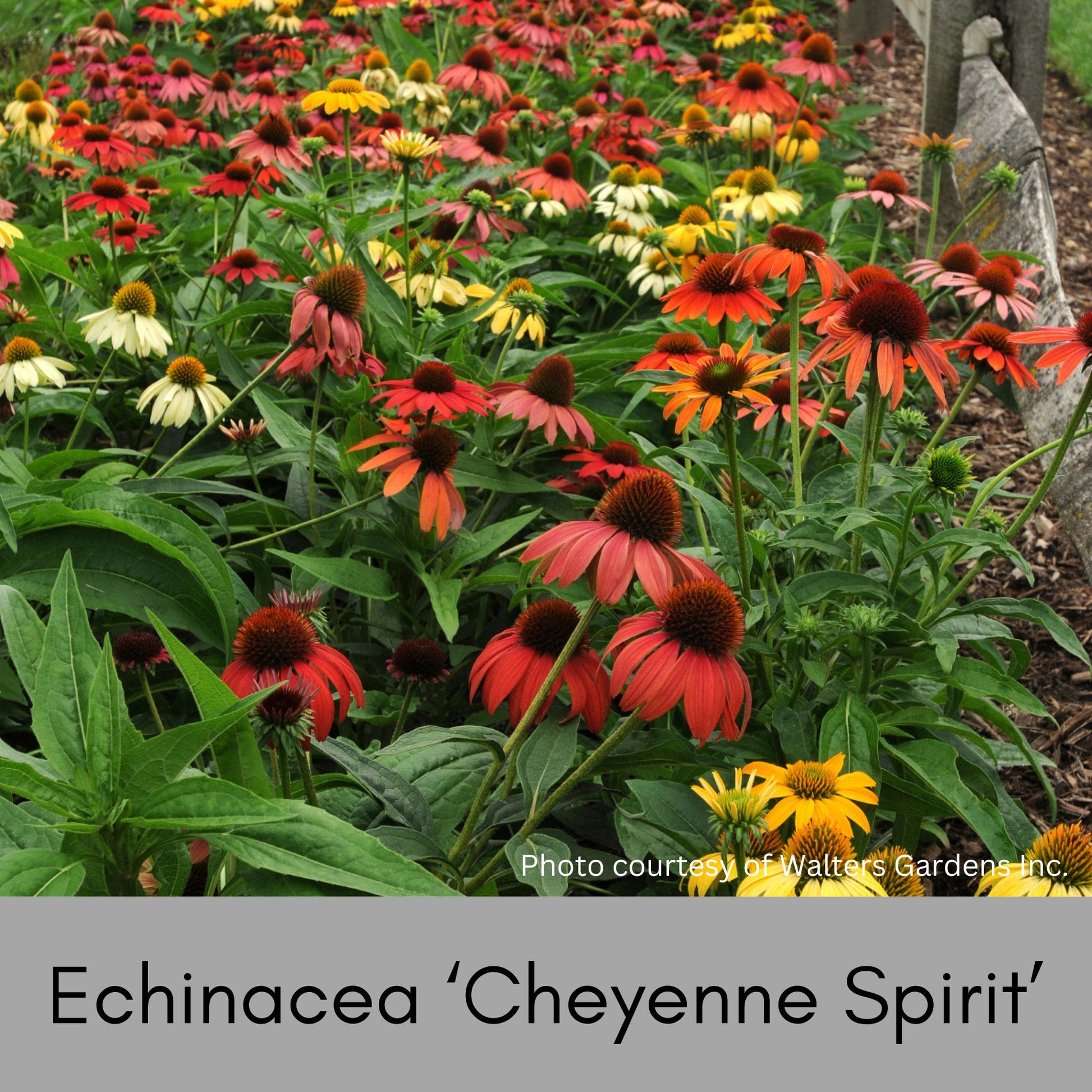 CONEFLOWER 'CHEYENNE SPIRIT' - Volume Discounts! - 1 Quart Size - Free Shipping!