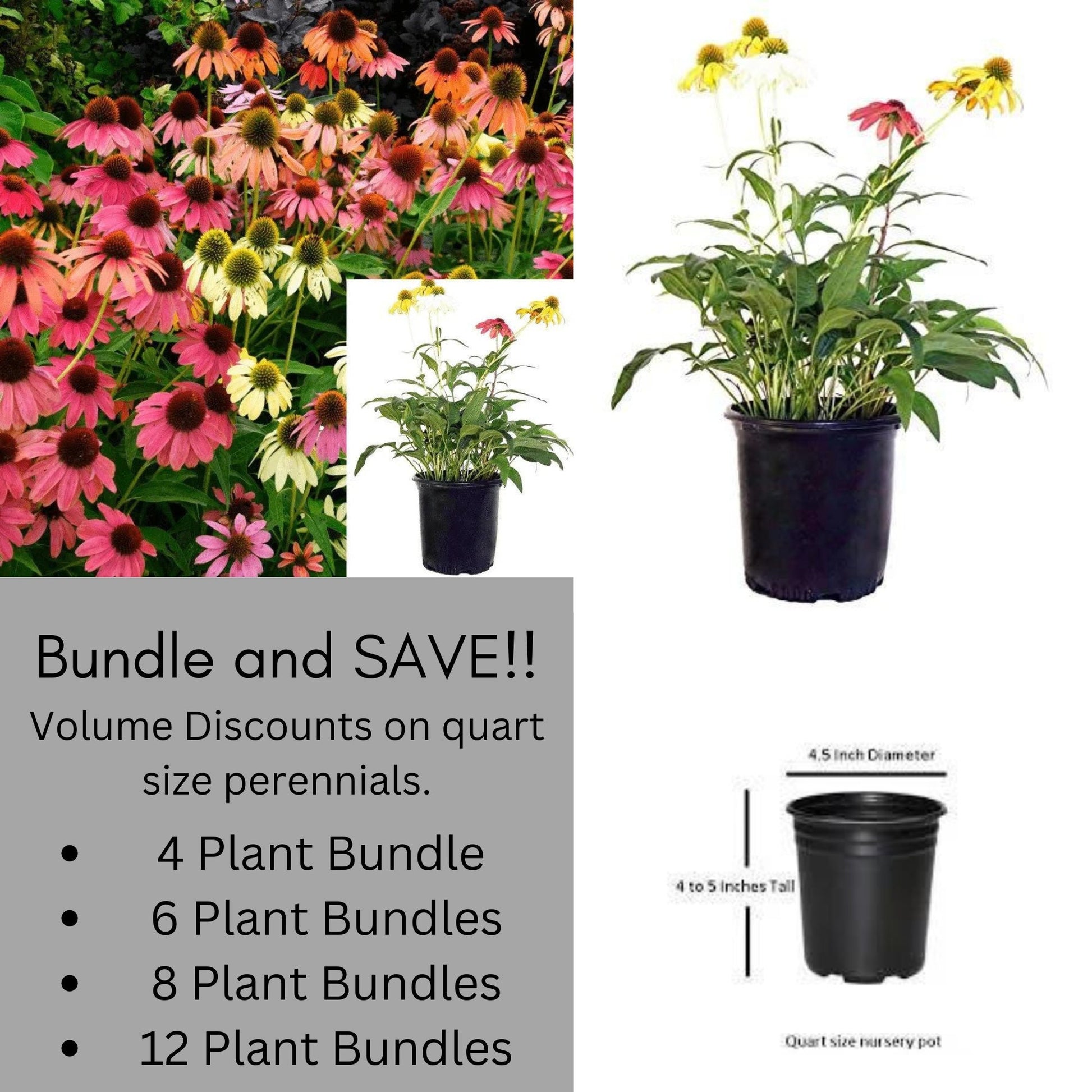 CONEFLOWER 'CHEYENNE SPIRIT' - Volume Discounts! - 1 Quart Size - Free Shipping!