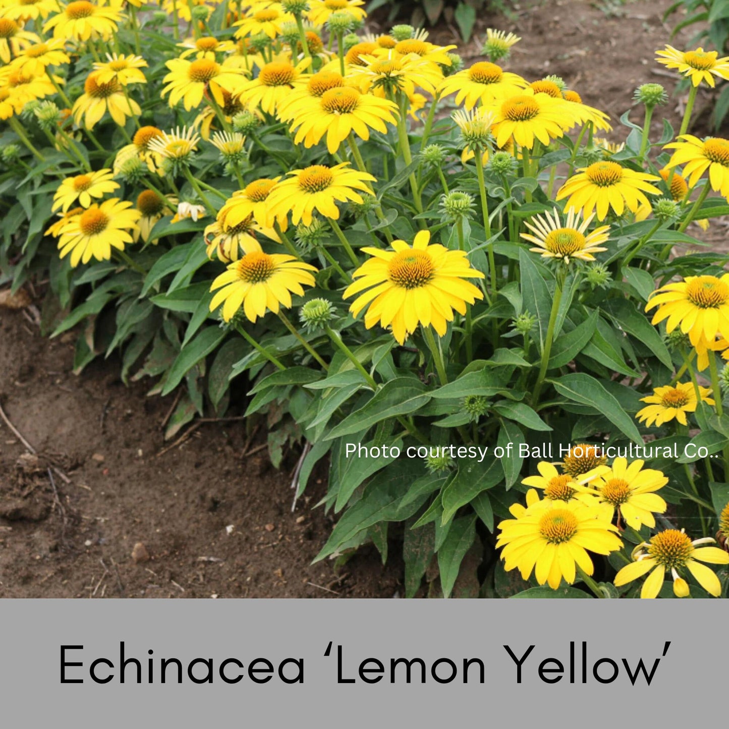 ECHINACEA | 'LEMON YELLOW' | Yellow Coneflower | Easy To Grow | Free Shipping! | Quart Size Container