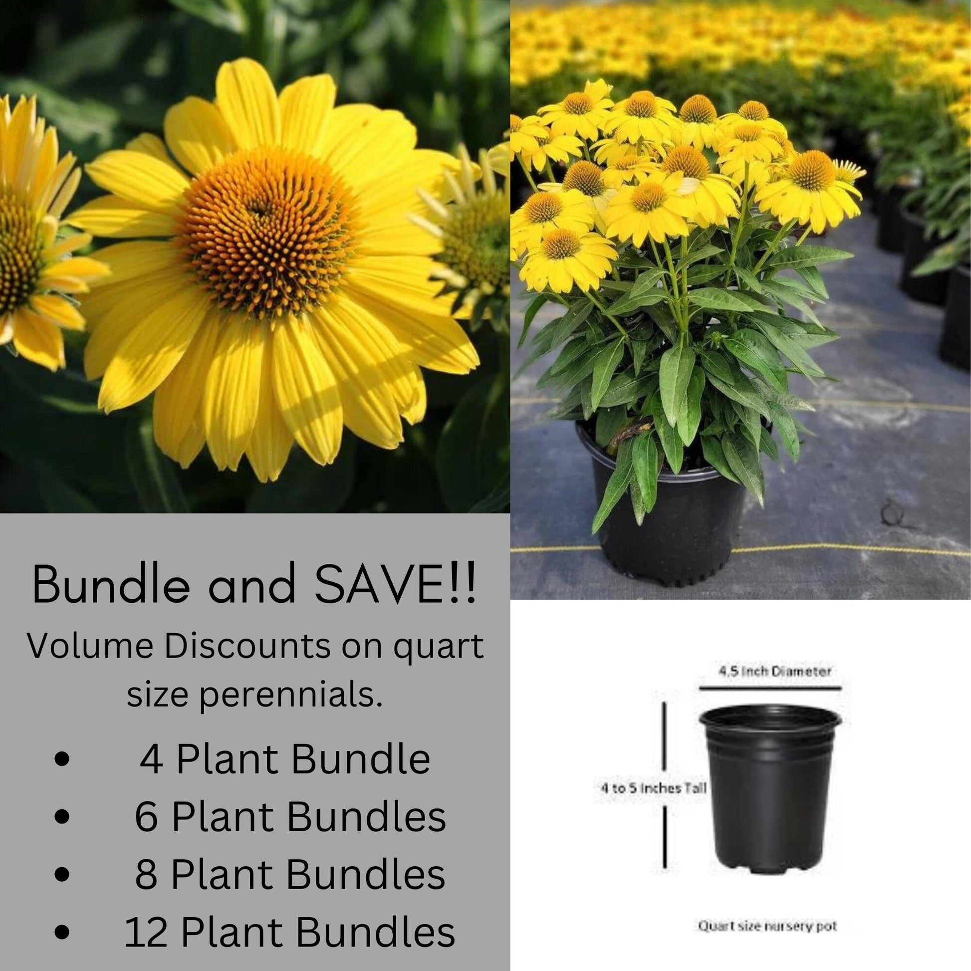 ECHINACEA | 'LEMON YELLOW' | Yellow Coneflower | Easy To Grow | Free Shipping! | Quart Size Container