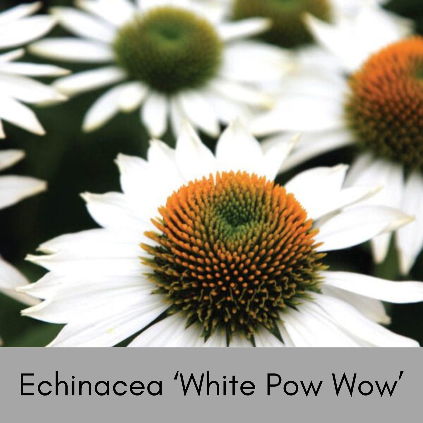 WHITE POW WOW Coneflower - Echinacea - 1 Quart Size - Free Shipping