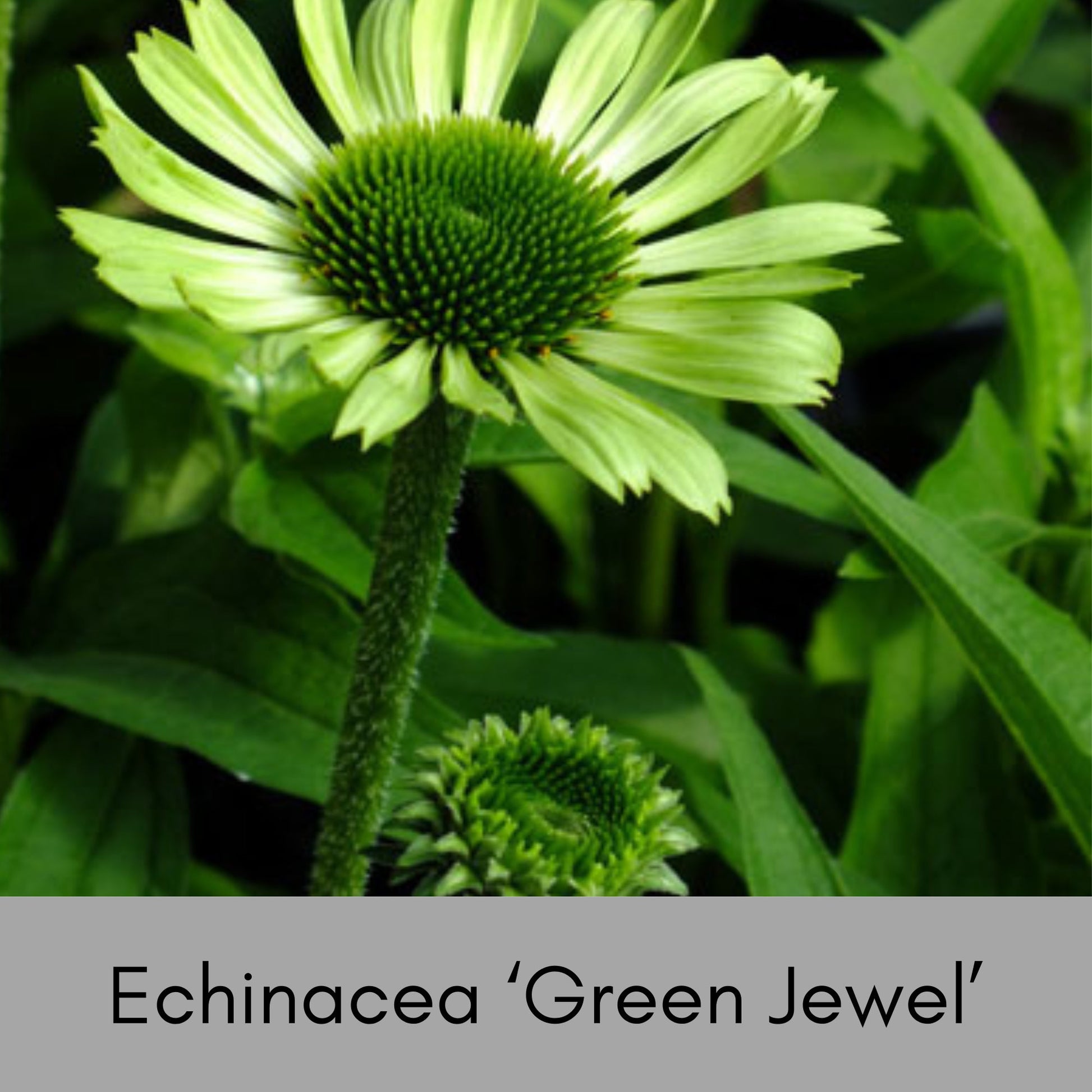 GREEN JEWEL CONEFLOWER - Echinacea - 1 Quart - Free Shipping