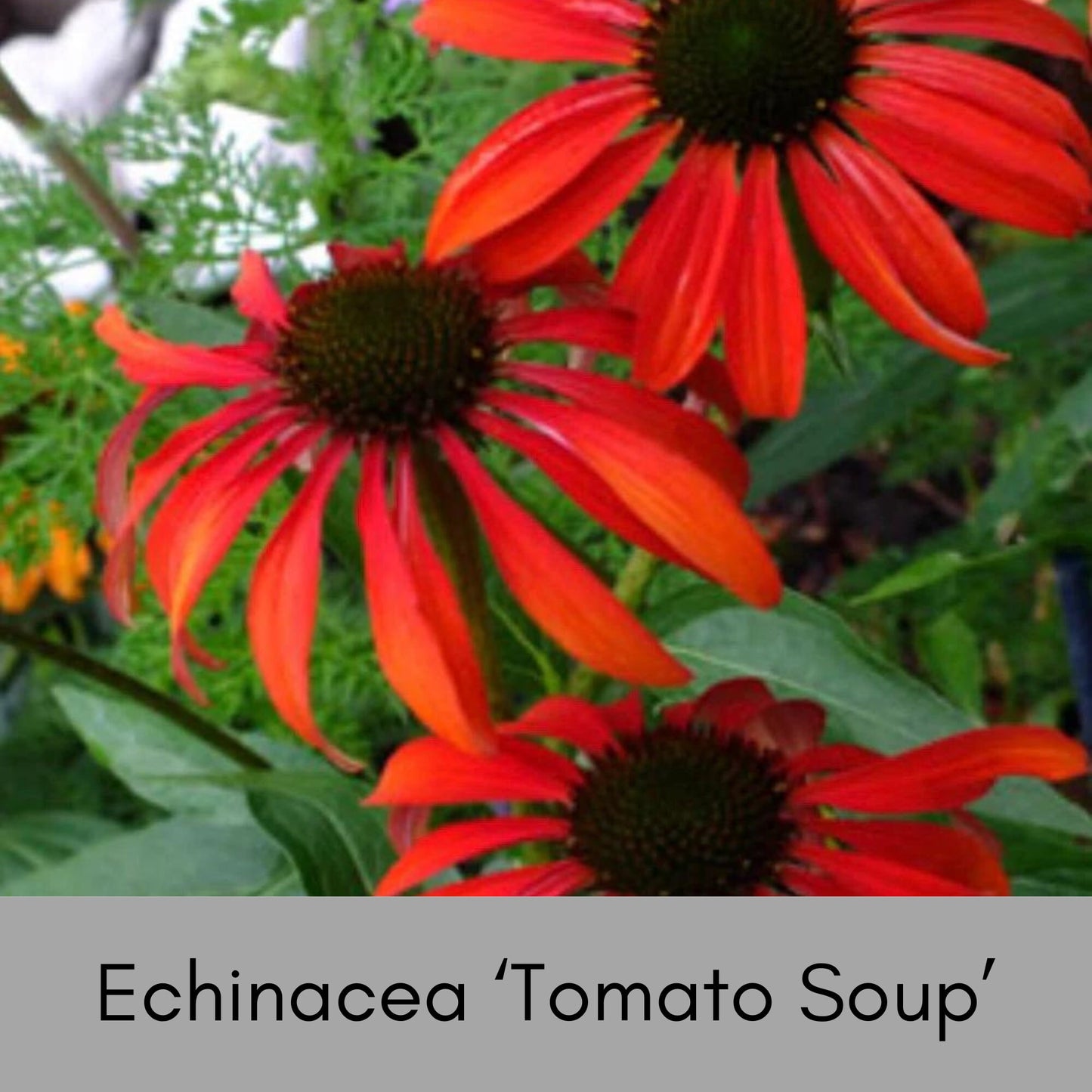 ECHINACEA | 'Tomato Soup' | RED Coneflower | 1 Quart Size | Free Shipping!