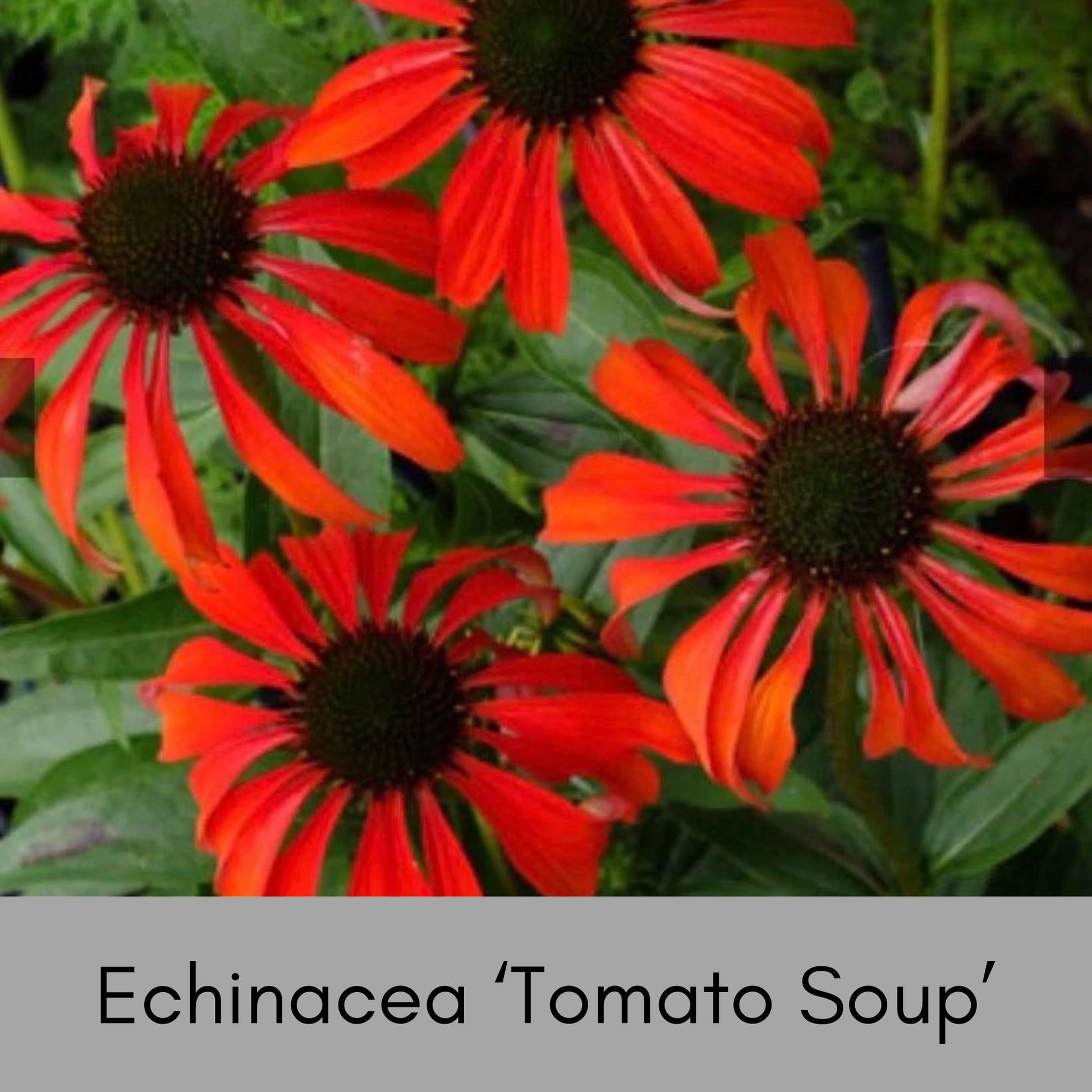 ECHINACEA | 'Tomato Soup' | RED Coneflower | 1 Quart Size | Free Shipping!