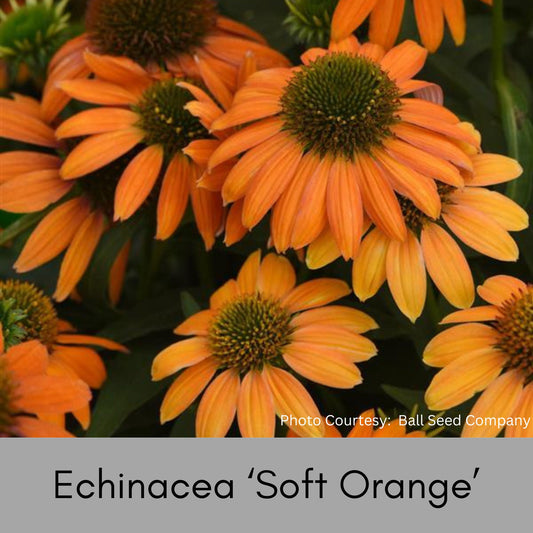 ORANGE CONEFLOWER - 1 Quart Echinacea - Free Shipping