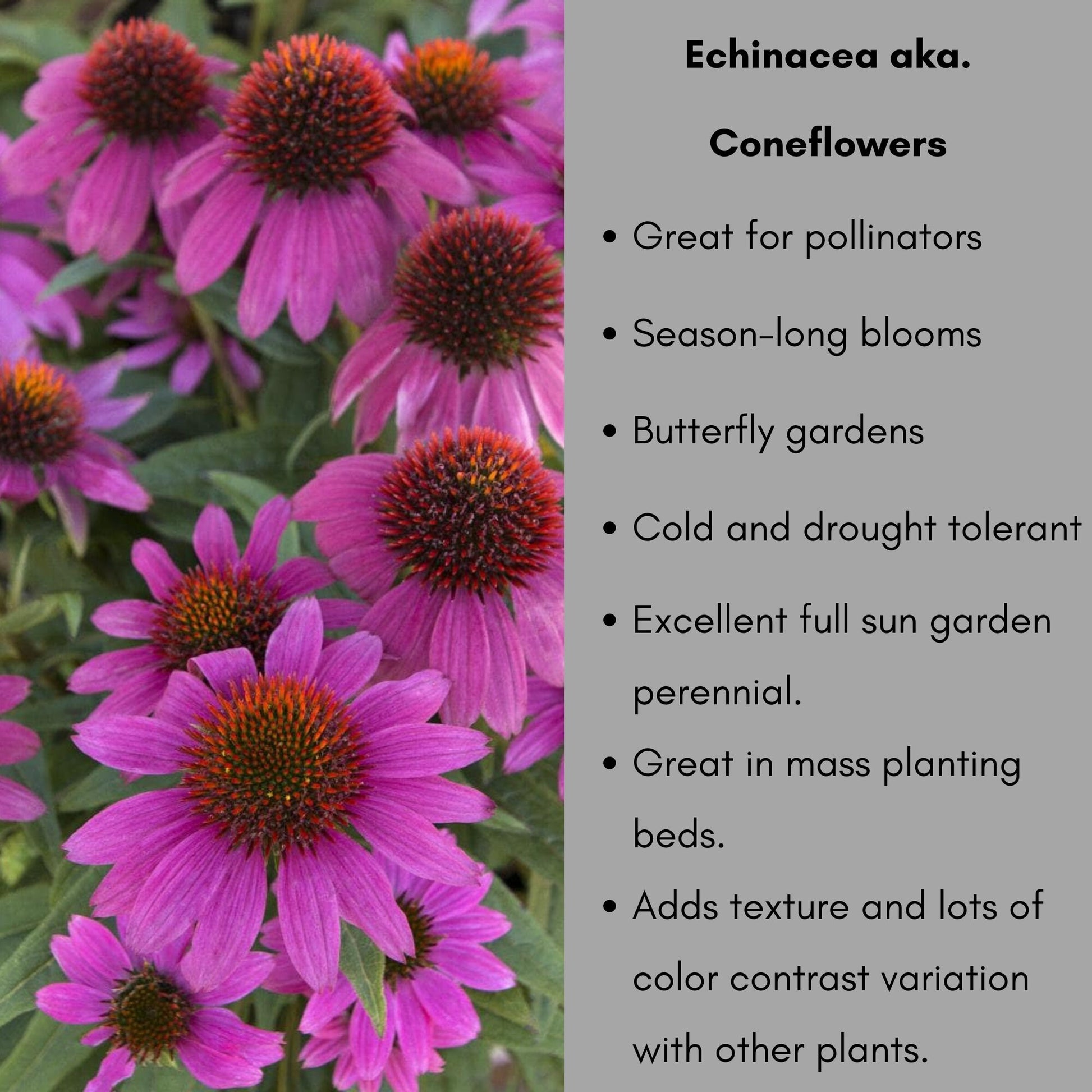 POW WOW Wildberry Coneflower - 1 Quart Size - Free Shipping!