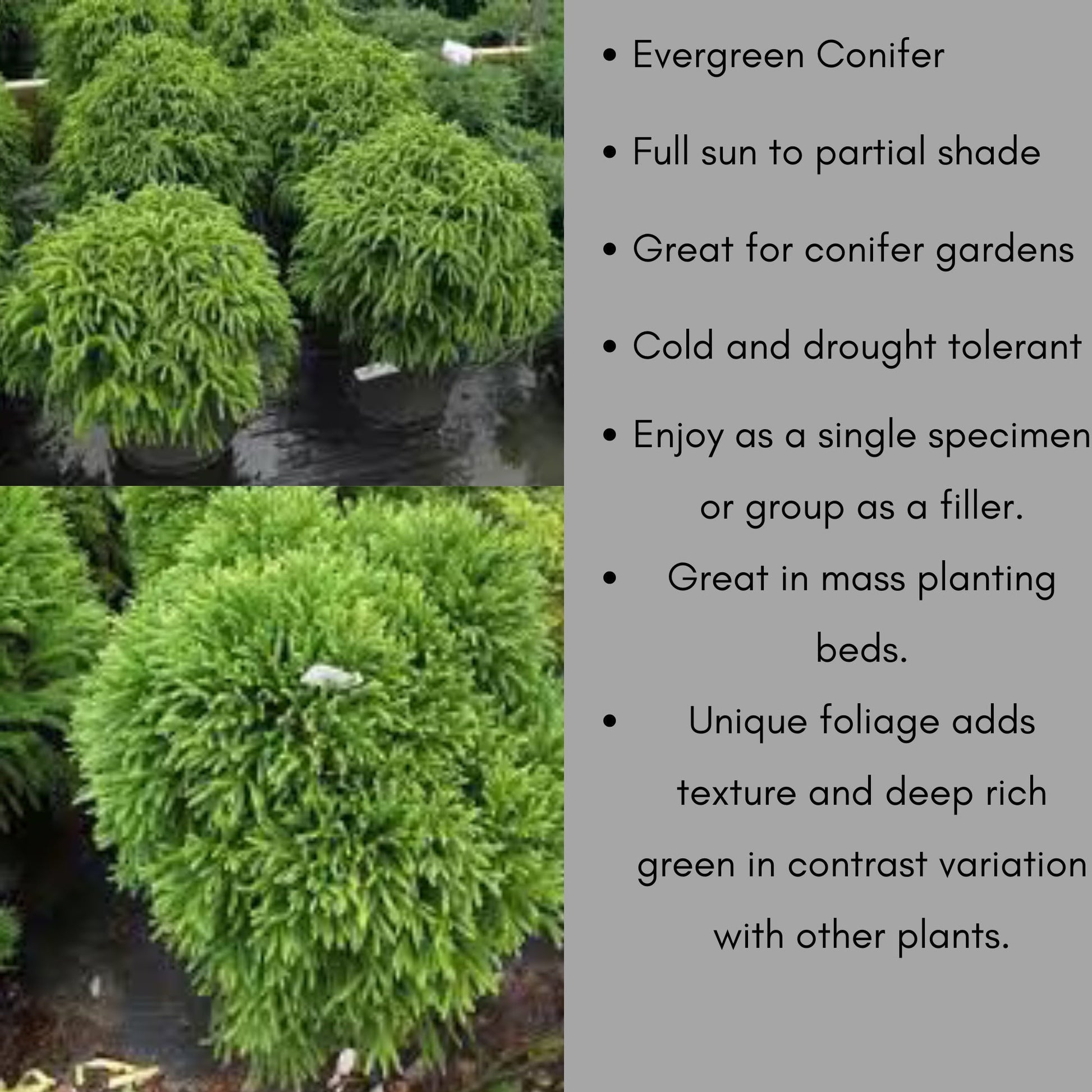 Dwarf Japanese Cedar | Cryptomeria Globosa Nana | 1, 3, & 7 Gallon Containers