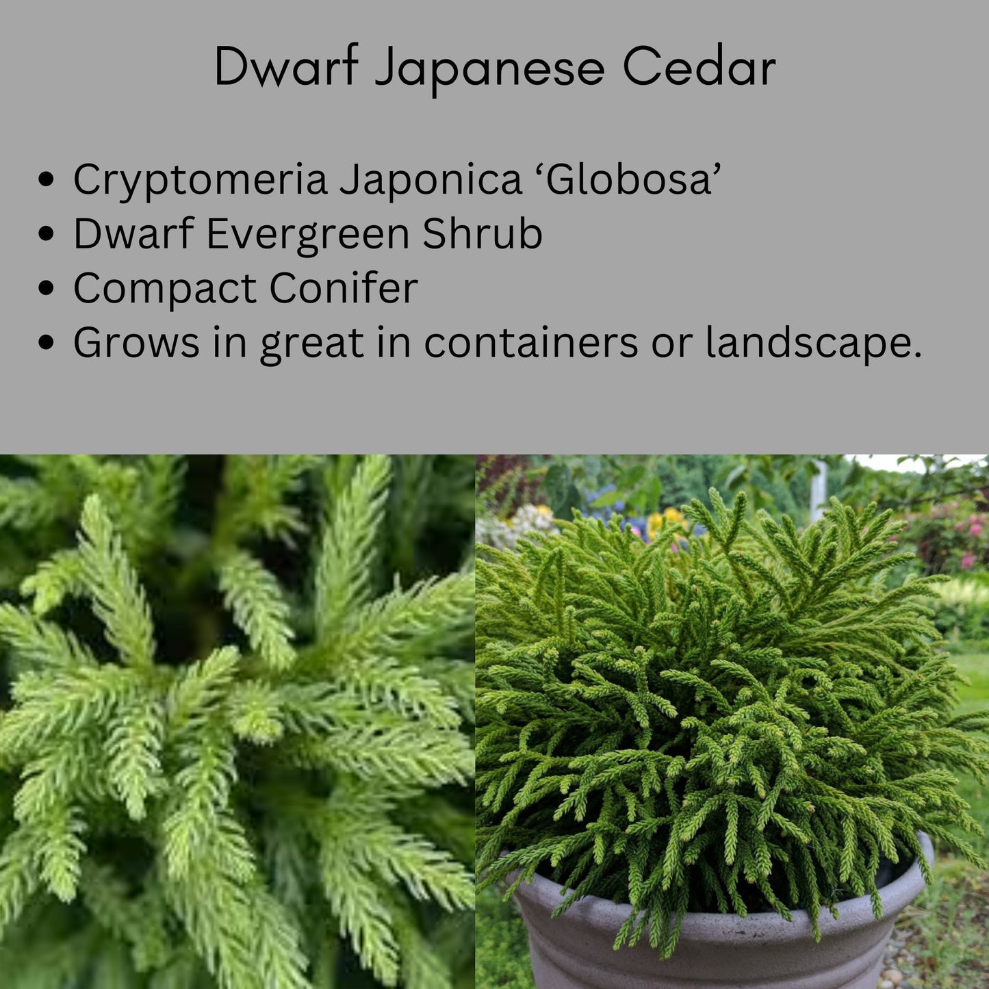 Dwarf Japanese Cedar | Cryptomeria Globosa Nana | 1, 3, & 7 Gallon Containers