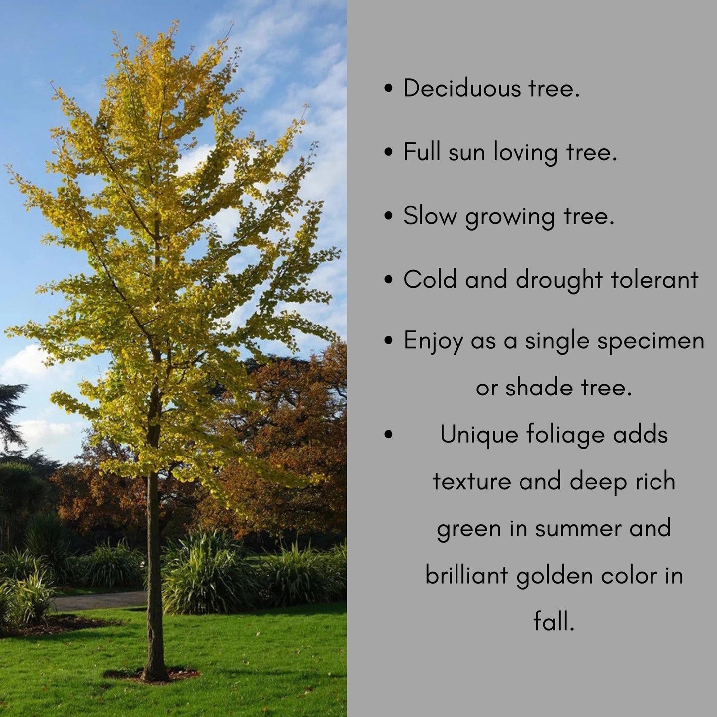 GINKGO TREE - Yellow Fall Color - 3 to 5 Feet Tall - Free Shipping!