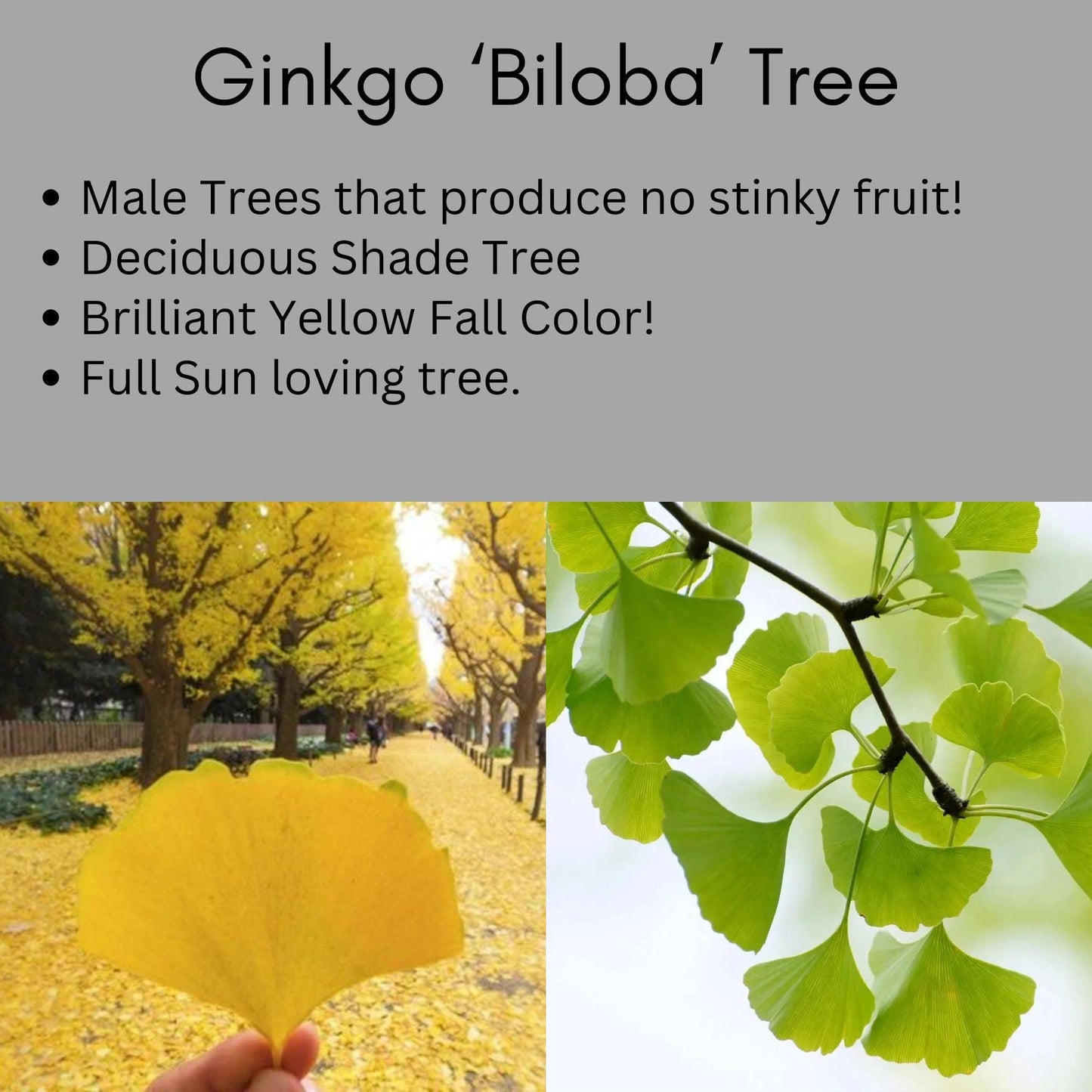 GINKGO TREE - Yellow Fall Color - 3 to 5 Feet Tall - Free Shipping!