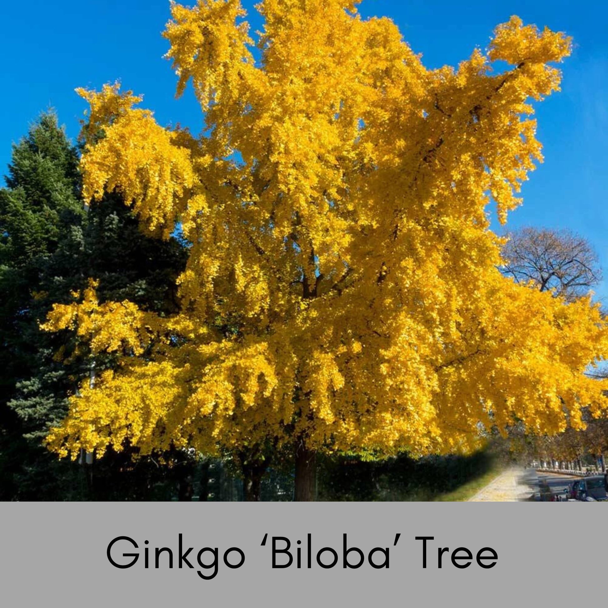 GINKGO TREE - Yellow Fall Color - 3 to 5 Feet Tall - Free Shipping!