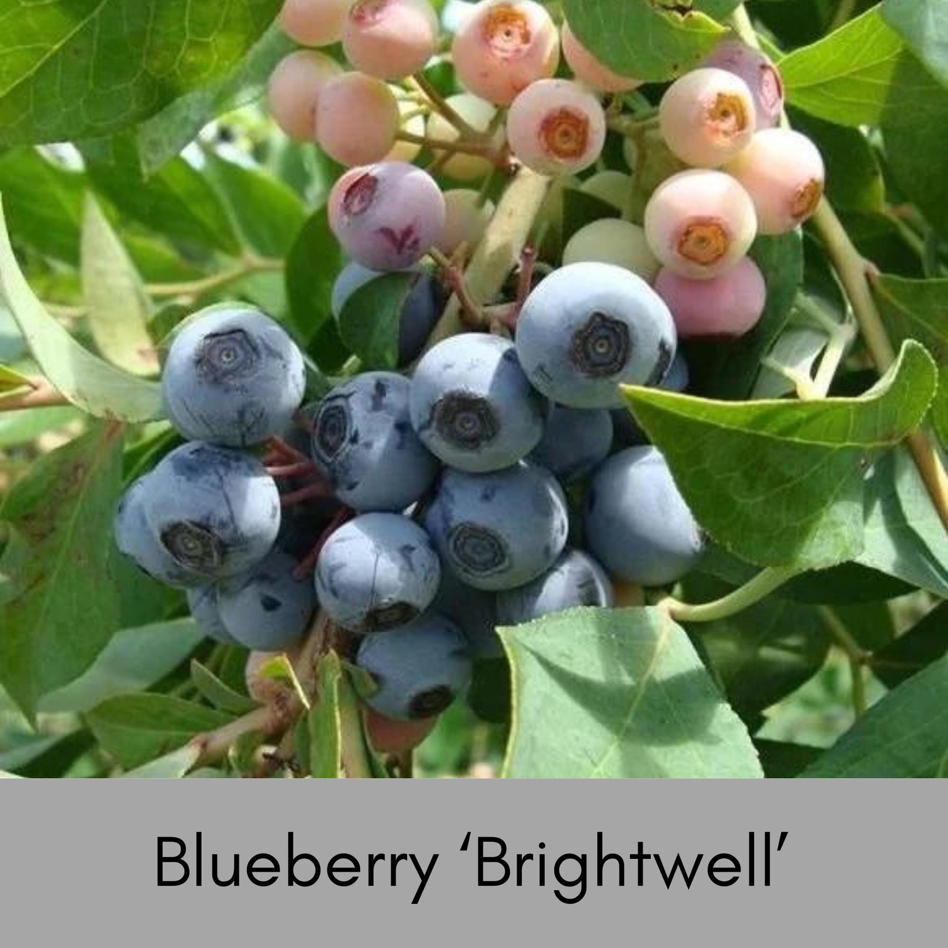 Brightwell Blueberry Bush - FREE SHIPPING - 1 Gallon Size