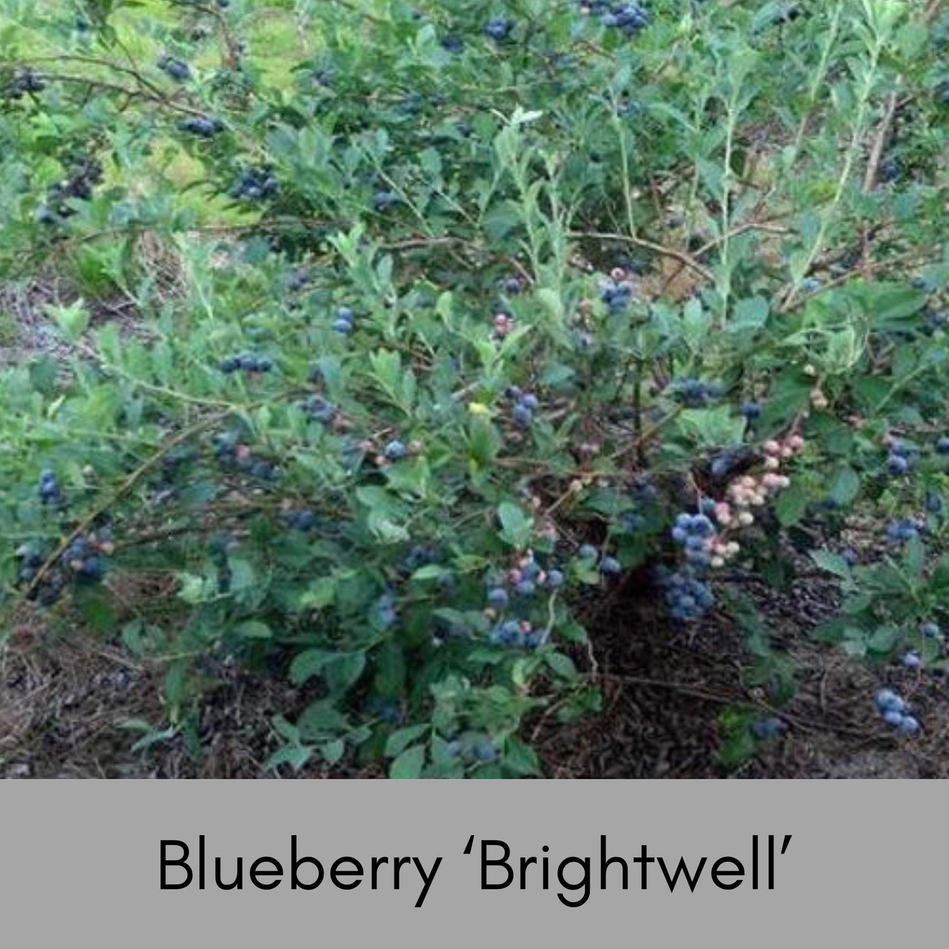 Brightwell Blueberry Bush - FREE SHIPPING - 1 Gallon Size