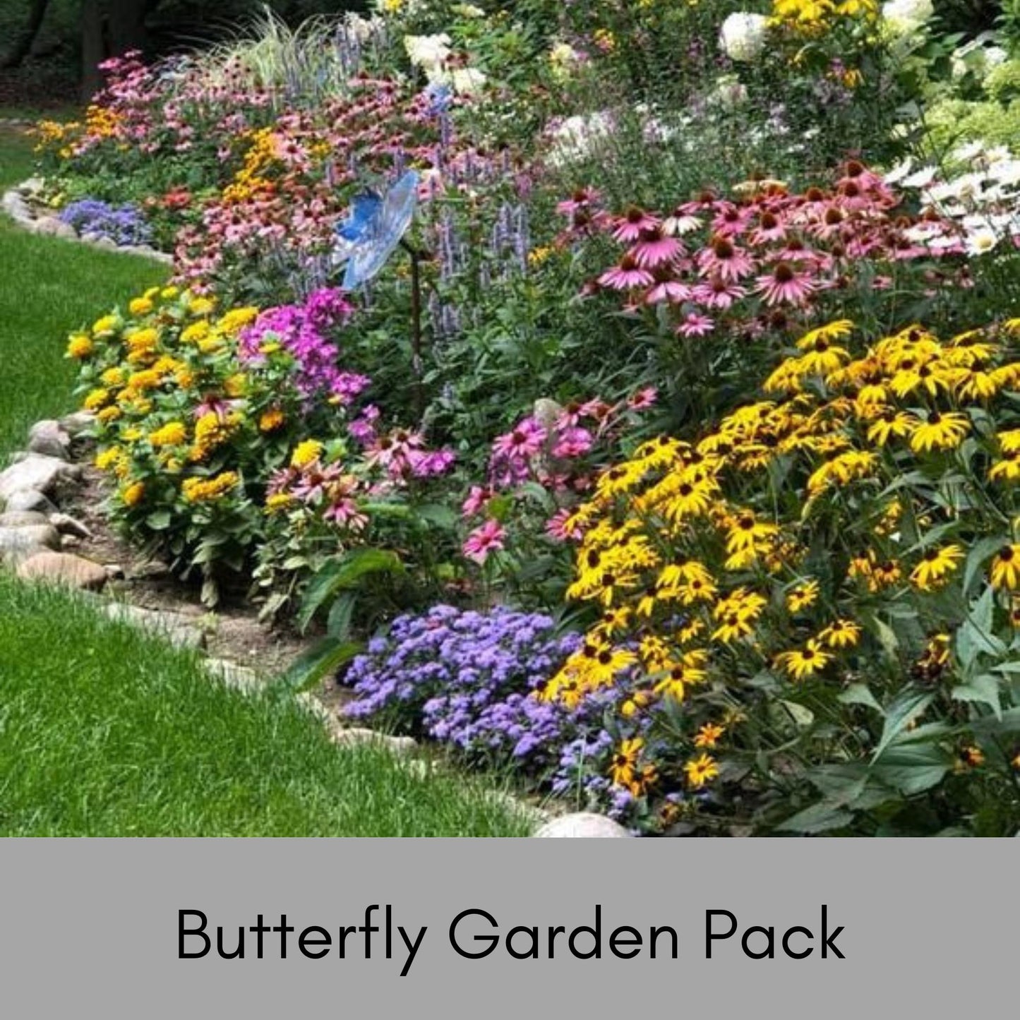 Butterfly Garden, Great Garden Gift, Choose 6 or 12 Plants, Low Maintenance, Easy to Grow!