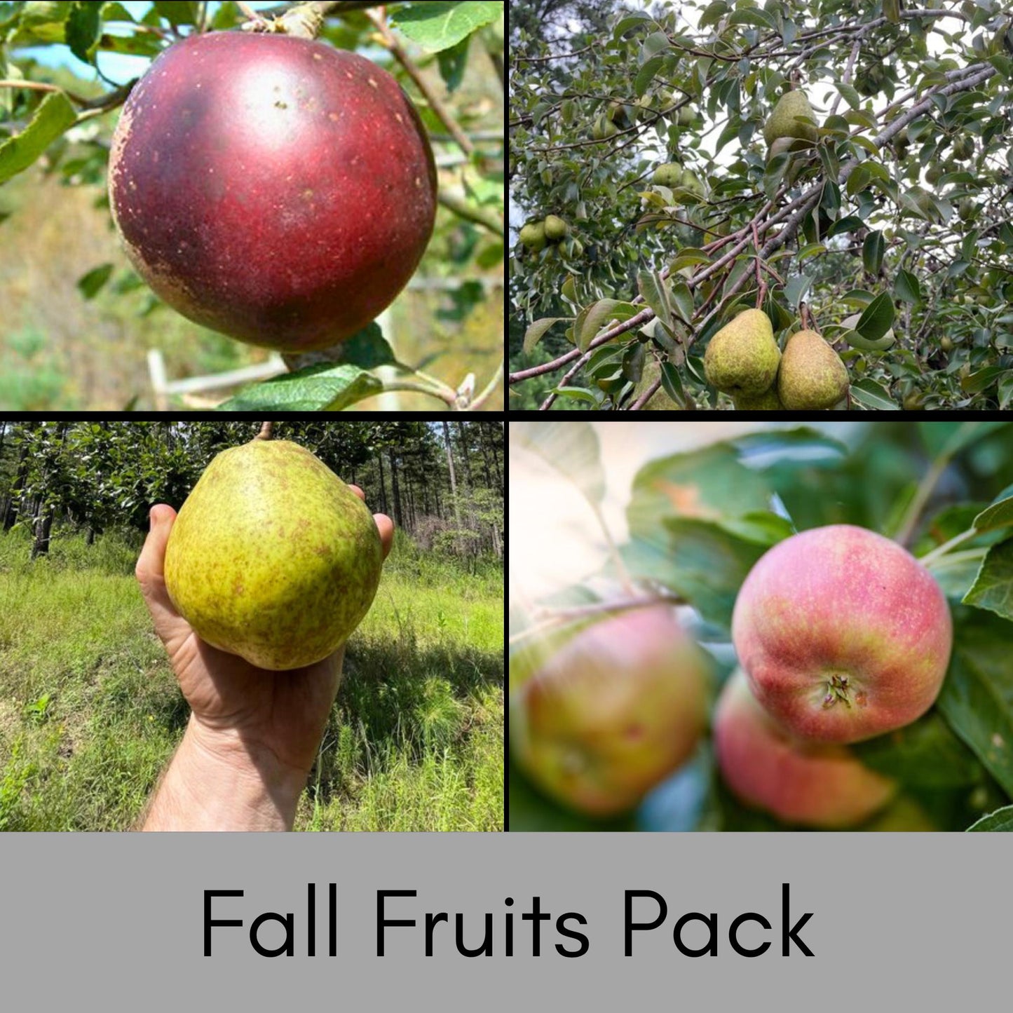 Apples, Pears, Garden Gift Trees, 3 Feet Tall Plus, 4 Trees Per Gift Pack, Free Shipping!