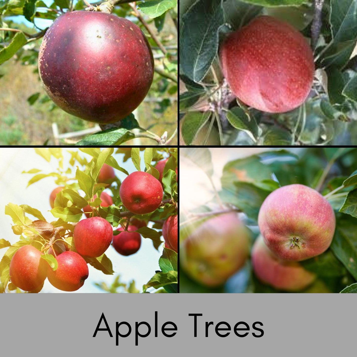 Home Grown Apples | 4 Varieties to Choose | Grow Your Own Crisp and Flavorful Orchard Delight!