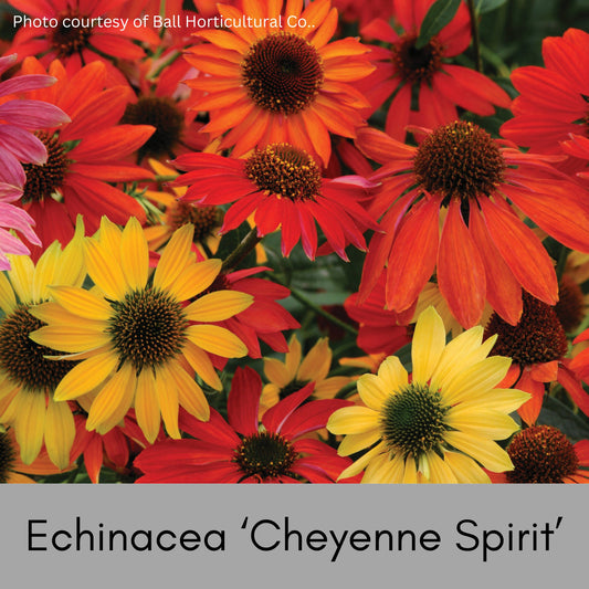 CONEFLOWER 'CHEYENNE SPIRIT' - Volume Discounts! - 1 Quart Size - Free Shipping!