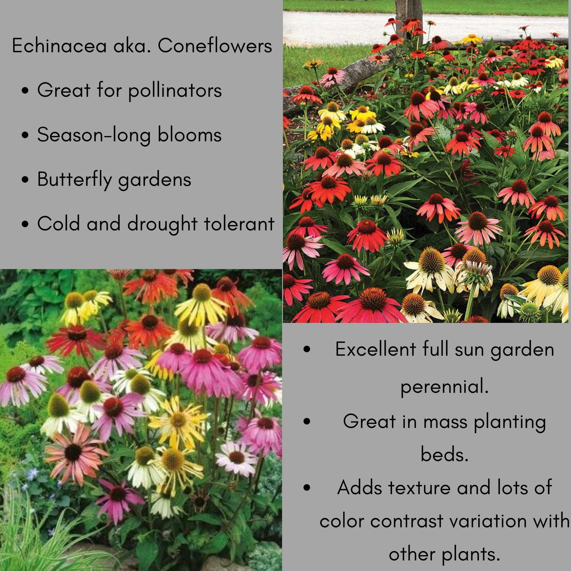 CONEFLOWER 'CHEYENNE SPIRIT' - Volume Discounts! - 1 Quart Size - Free Shipping!