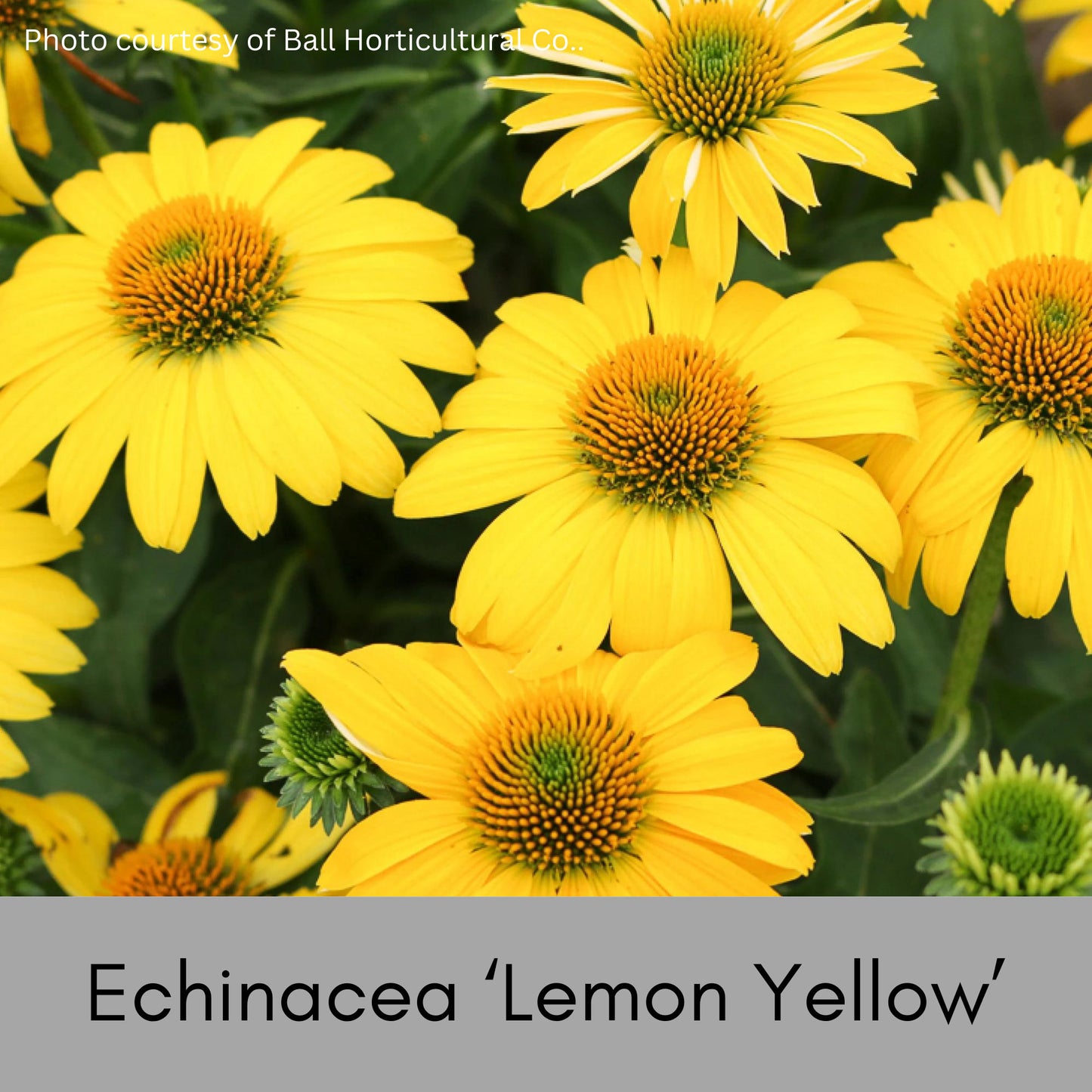 ECHINACEA | 'LEMON YELLOW' | Yellow Coneflower | Easy To Grow | Free Shipping! | Quart Size Container