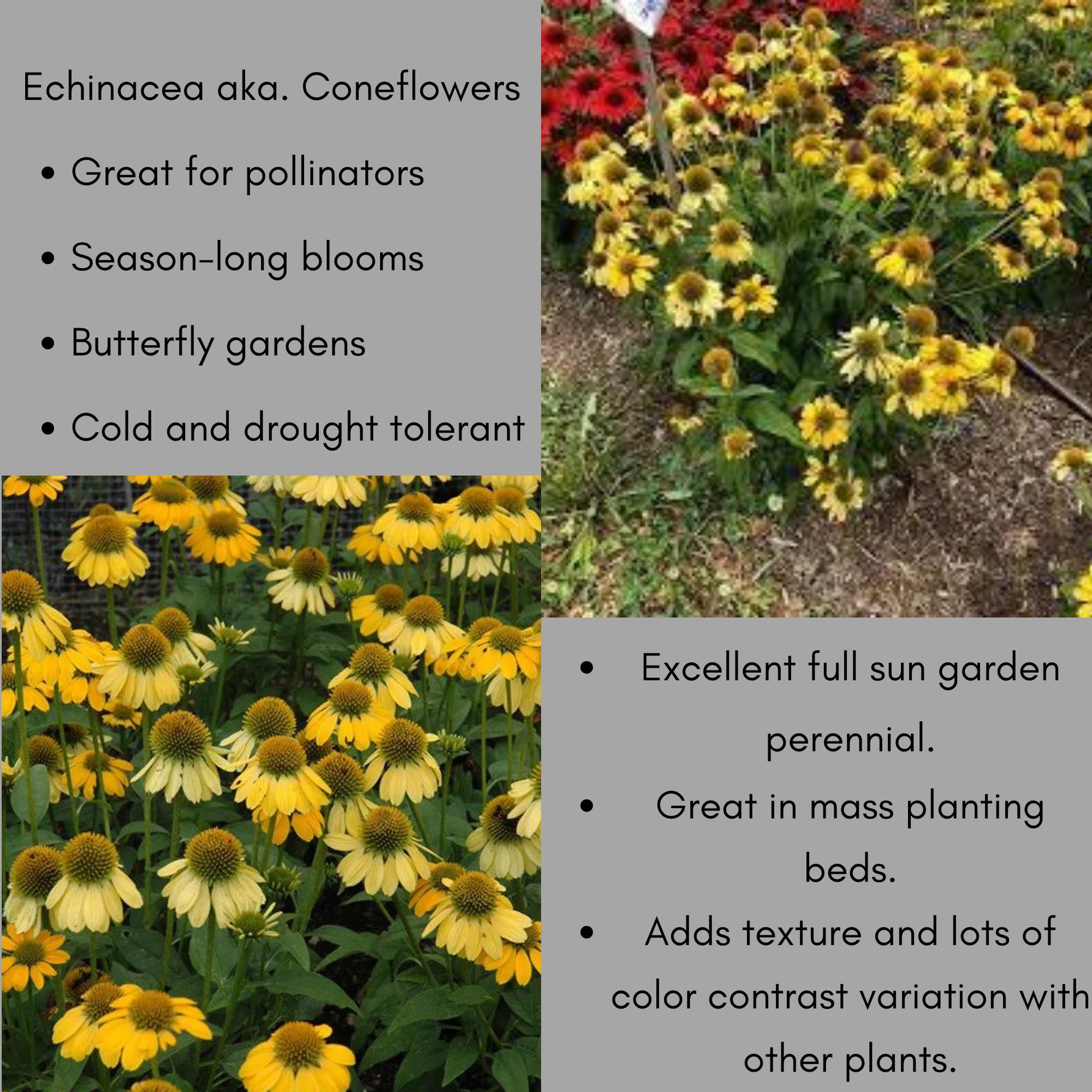 ECHINACEA | 'LEMON YELLOW' | Yellow Coneflower | Easy To Grow | Free Shipping! | Quart Size Container