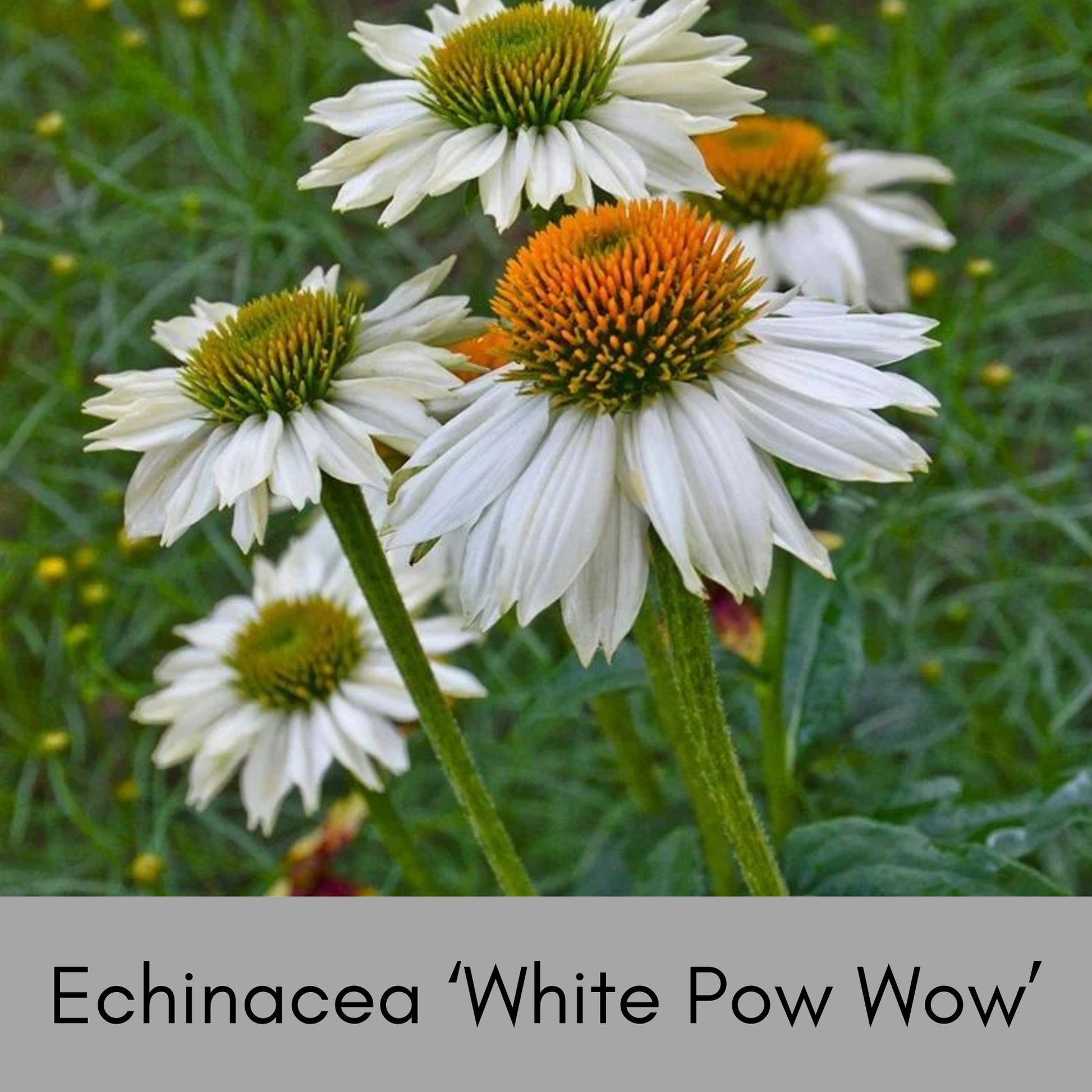 WHITE POW WOW Coneflower - Echinacea - 1 Quart Size - Free Shipping